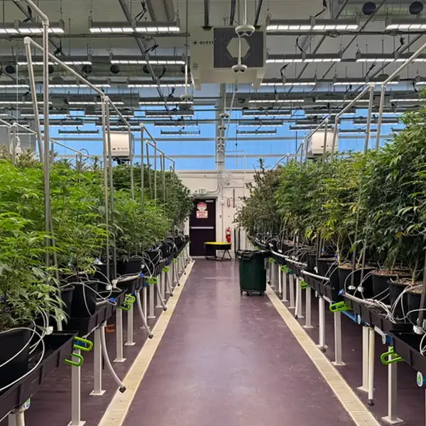 The House CBD Indoor