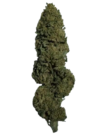 Fleur Mango-X CBD